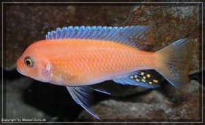 Metriaclima estherae 'Chiloelo'